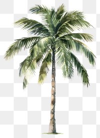 PNG An isolated palm tree illustration watercolor nature.