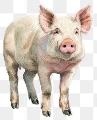 PNG An isolated pig illustration watercolor realistic.