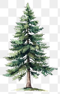 PNG An isolated pine tree illustration watercolor nature.