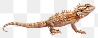 PNG Thorny Devil Lizard walking on red sand lizard reptile animal.