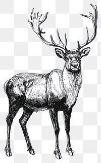 PNG A reindeer drawing sketch illustration.