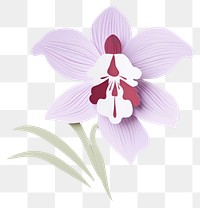 PNG Orchid flower petal plant.