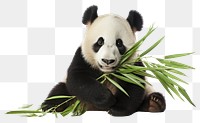 PNG A panda eating bamboo internode wildlife animal mammal. 