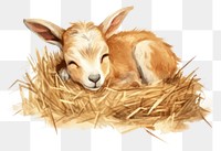 PNG Watercolor goat sleeping animal straw livestock.