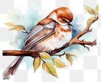 PNG Watercolor sparrow sleeping animal cartoon drawing.