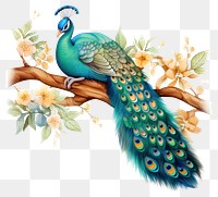 PNG Watercolor peacock sleeping animal cartoon bird.