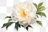 PNG Chinese white peony flower plant rose. 