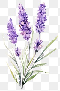 PNG Watercolor lavender flower blossom plant white background.