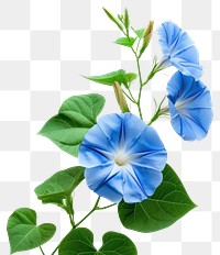 PNG Morning glory flower plant petal.