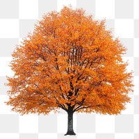 PNG Beech tree isolated orange leaves.