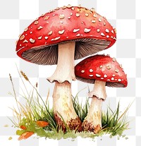 PNG Autumn red mushrooms illustration watercolor fungus.