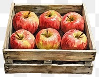 PNG Apples in a crate illustration watercolor produce.