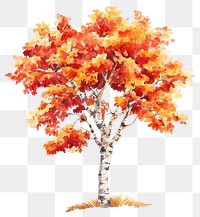 PNG Red birch autumn tree illustration watercolor nature.