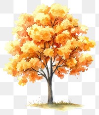 PNG Real autumn tree illustration watercolor painting.