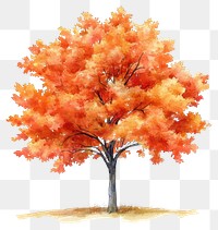 PNG Orange maple autumn tree illustration watercolor painting.