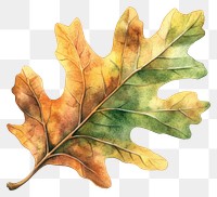 PNG Real oak Autumn leaf illustration watercolor autumn.