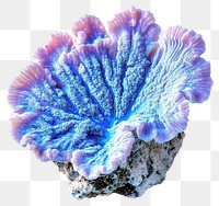 PNG Real cyan coral ocean reef sea.