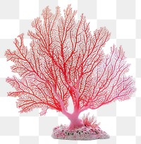 PNG Real Gorgonian coral ocean reef sea.