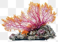 PNG Real Gorgonian coral reef nature colors ocean.