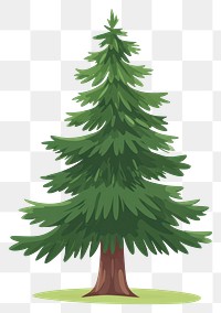 PNG Chubby pine tree illustration plant evergreen.