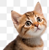 PNG Kitten looking confused animal mammal cute.