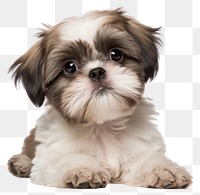 PNG Shih tzu looking confused mammal animal puppy.