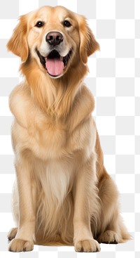 PNG Happy golden retriever dog portrait