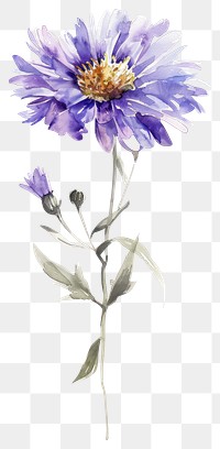 PNG Watercolor illustration of a aster flower blossom petal plant.