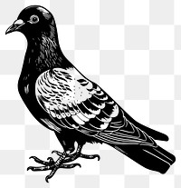 PNG Pigeon animal black bird.