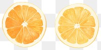 PNG Orange as divider watercolor grapefruit produce plant.