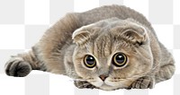 PNG Threaten baby scottish fold cat animal mammal kitten.