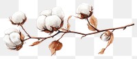 PNG Cotton flower illustration plant botanical.