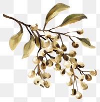 PNG Mistletoe illustration watercolor art.