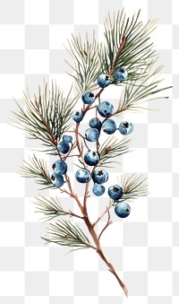 PNG Pine branch berries berry illustration.