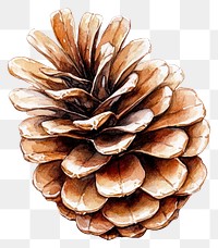 PNG Pine Cone illustration watercolor pine.