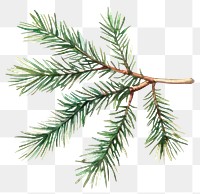 PNG Pine branch illustration watercolor tree.