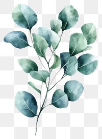 PNG Eucalyptus leaves leaf art illustration.