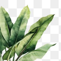 PNG Banana leaves nature plant leaf. 