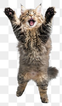 PNG A Siberian cat is jumping up photography animal kitten.