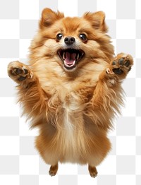 PNG A Pomeranian dog is jumping up photography pomeranian animal.