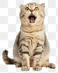 PNG A Scottish Fold cat is jumping up expression animal mouth.