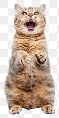 PNG A Scottish Fold cat is jumping up photography expression background.