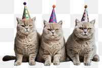 PNG Three British Shorthair cat cats hats birthday.