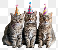 PNG Three Scottish Fold cat cats hats birthday.