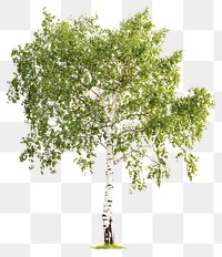 PNG Real birch tree background isolated plant.