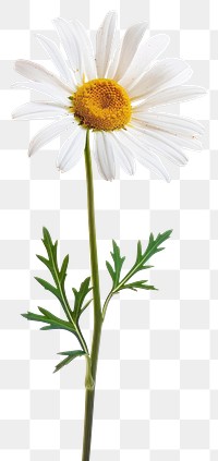 PNG White daisy flowers plant white background inflorescence.