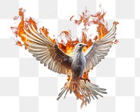 PNG White bird fire flame flying black background destruction.