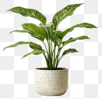 PNG Cast iron plant houseplant planter leaf.