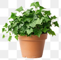 PNG English ivy plant houseplant pot.