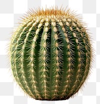 PNG Golden barrel cactus plant round succulent.